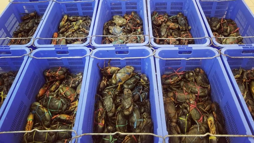 Man jailed, fined for stealing 11 crabs from House of Seafood and not wearing mask properly Man jailed, fined for stealing 11 crabs from House of Seafood and not wearing mask properly