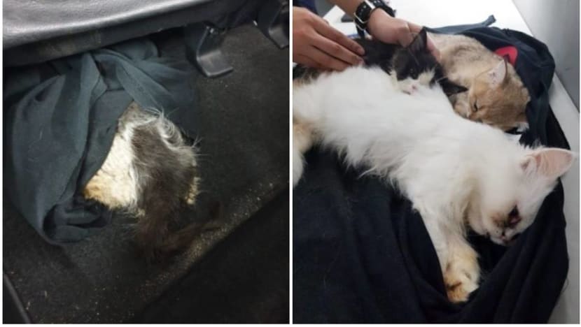 3 kittens found sedated, hidden under carpet in car at Woodlands Checkpoint 3 kittens found sedated, hidden under carpet in car at Woodlands Checkpoint