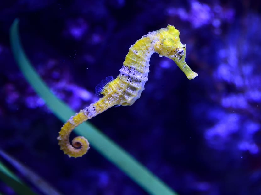 A long-snout seahorse. Photo: AFP