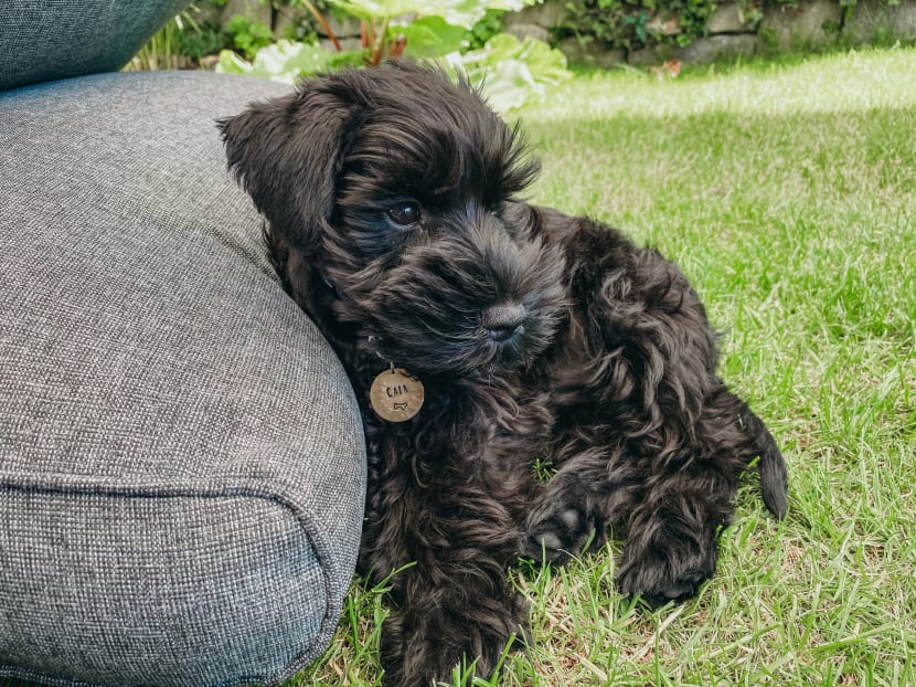 A stock image of a miniature schnauzer. A stock image of a miniature schnauzer.