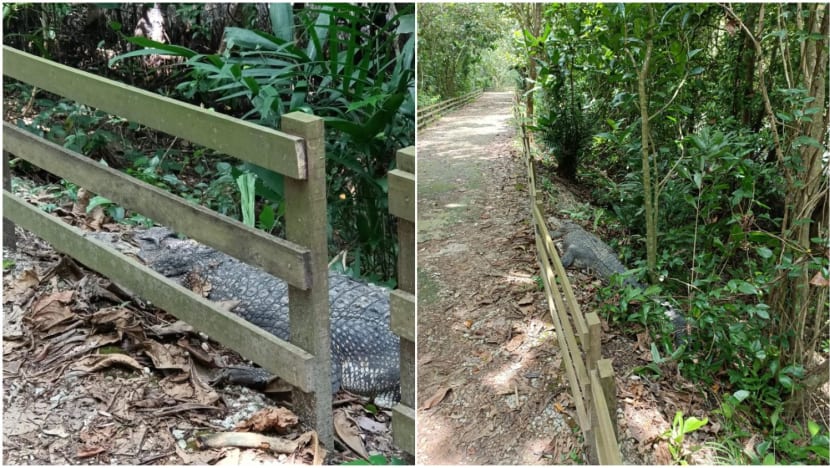 Crocodile seen near walking path in Sungei Buloh Wetland Reserve, NParks advises public to keep a distance Crocodile seen near walking path in Sungei Buloh Wetland Reserve, NParks advises public to keep a distance