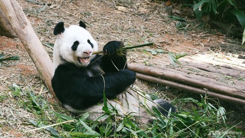 CNA Explains: China’s soft panda power in a time of hardening geopolitical tensions CNA Explains: China’s soft panda power in a time of hardening geopolitical tensions