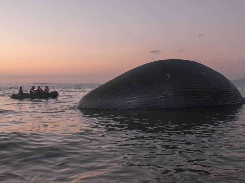 This picture taken on July 21, 2020 shows local officials inspecting the bloated carcass of a whale near the shore in Kupang, in East Nusa Tenggara.