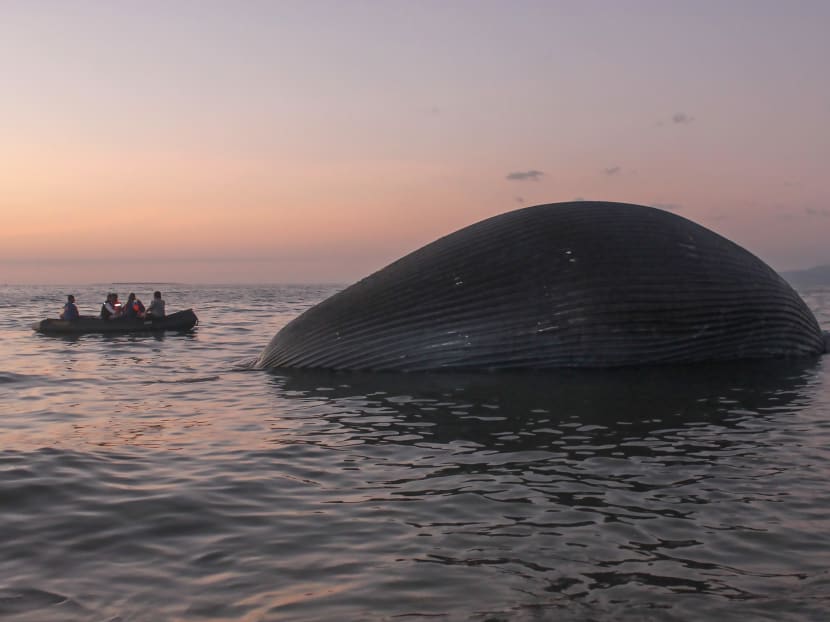 This picture taken on July 21, 2020 shows local officials inspecting the bloated carcass of a whale near the shore in Kupang, in East Nusa Tenggara. This picture taken on July 21, 2020 shows local officials inspecting the bloated carcass of a whale near the shore in Kupang, in East Nusa Tenggara.