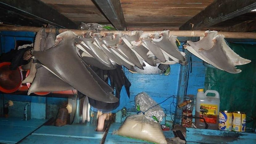 Australia destroys Indonesian fishing boat found with illegal catch of shark fins, skins and flesh Australia destroys Indonesian fishing boat found with illegal catch of shark fins, skins and flesh