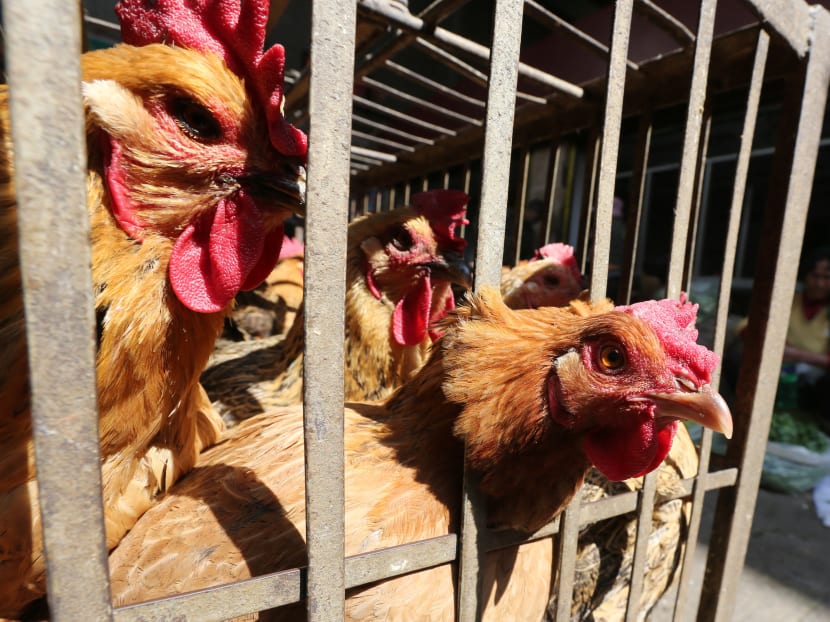 Scientists analysed the DNA of H7N9 bird flu virus strains collected since the 2013 outbreak, and identified a gene mutation that allowed it to adapt to human cells. Reuters file photo.