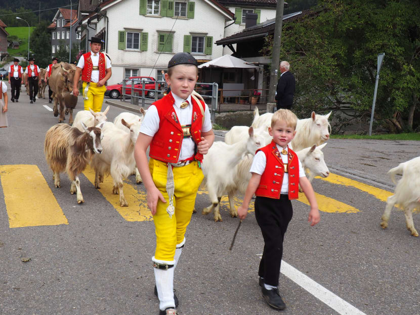 Swiss celebrate return of cows from mountains each fall