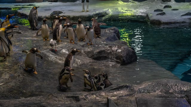 32只企鹅从裕廊飞禽公园搬迁到万礼新家