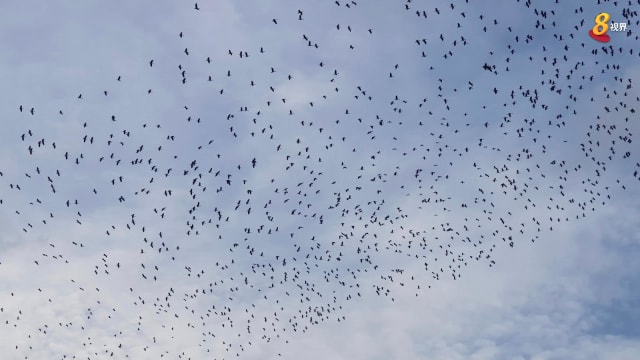 逾千鸟只飞过上空 景象壮观