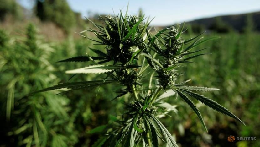 Morocco set to legalise cannabis production for medical use Morocco set to legalise cannabis production for medical use