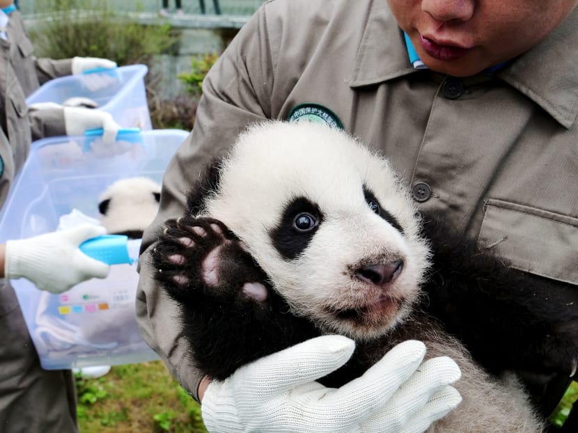 A panda keeper holding a panda cub in a panda conservation centre in China's Sichuan province. Photo: AFP