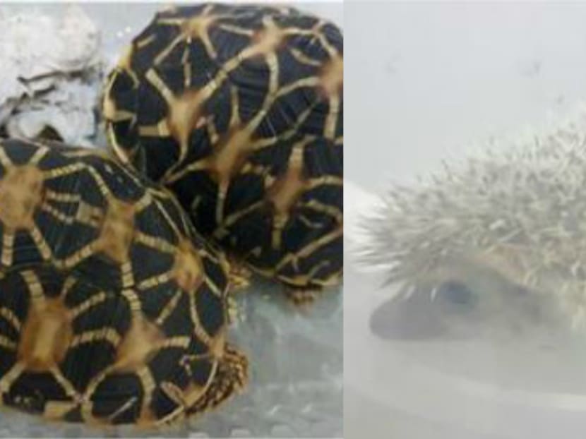 Lim Kok Huat had transported the star tortoises and hedgehog in plastic containers for online sale. (Photo: AVA)