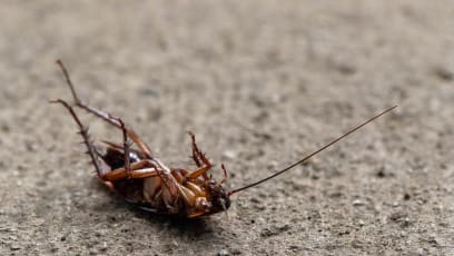 Cockroach Crawled Into Your Ear? Here’s What You Should Do, According To A Doctor 
