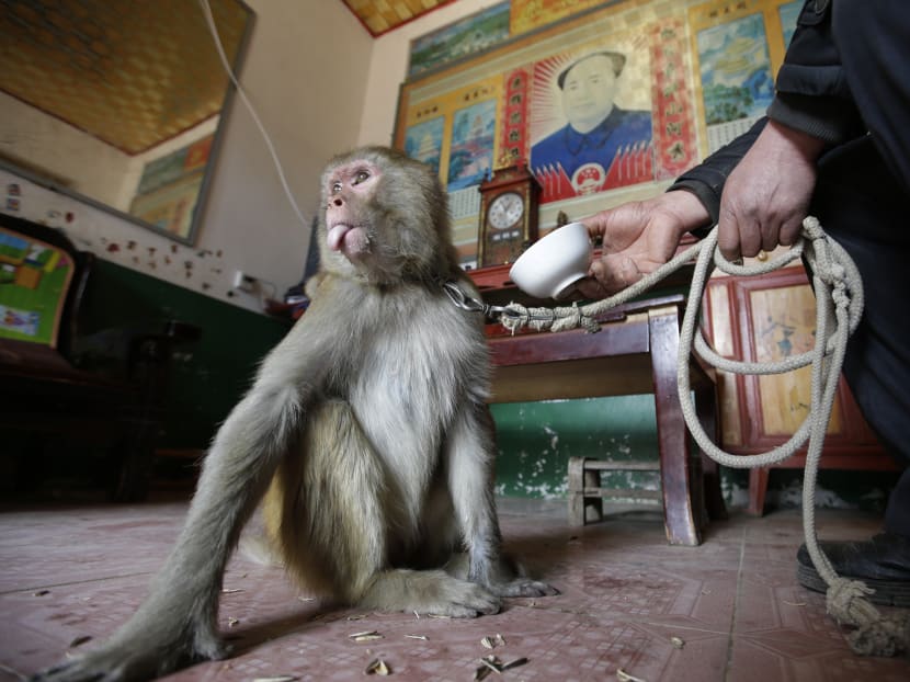 Gallery: Chinese village hopes for year of profitable monkey business