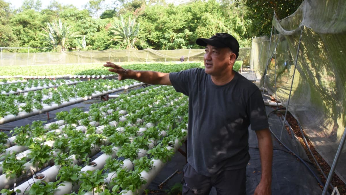 厄尔尼诺现象和雾霾迫在眉睫，马来西亚菜农准备迎接农作物减产