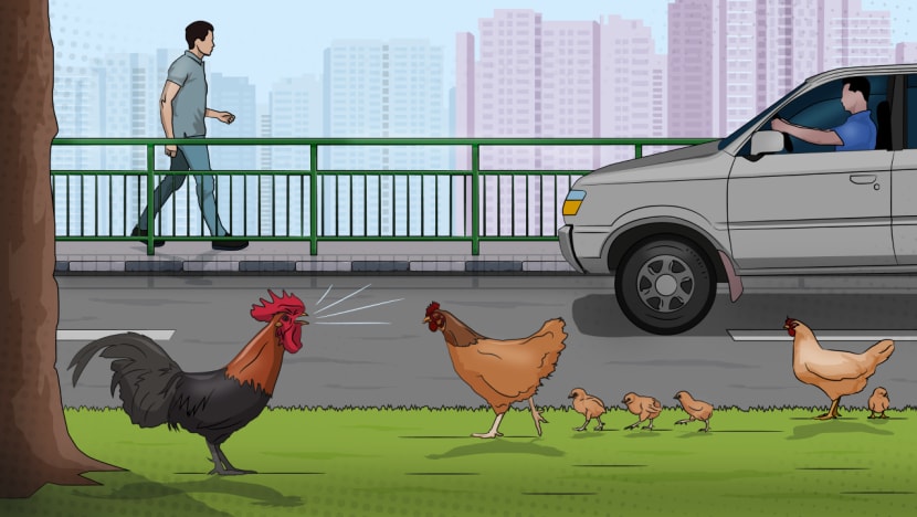 IN FOCUS: The wild chicken population in Singapore – living with feathered ‘neighbours’ 