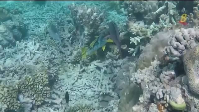 联合国教科文组织不把澳洲大堡礁列入濒危世界遗产名单