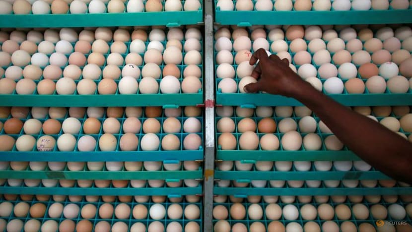 Malaysia's egg shortage sets Indian hatcheries on path for record exports
