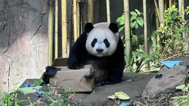 叻叻青仔和青宝三只大熊猫合圈饲养 网民表担忧