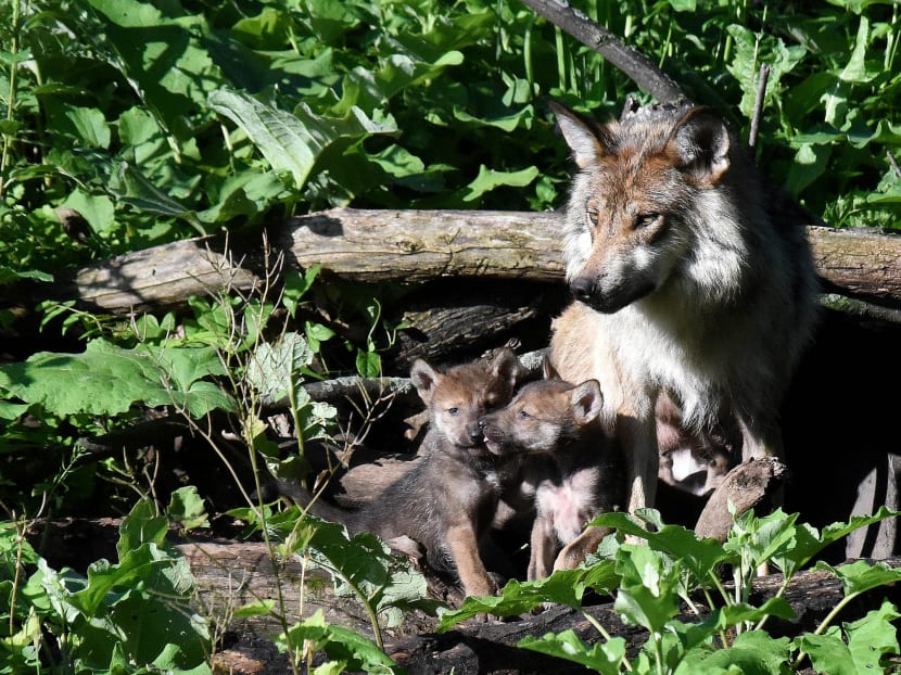 Endangered Mexican grey wolves born at suburban Chicago zoo
