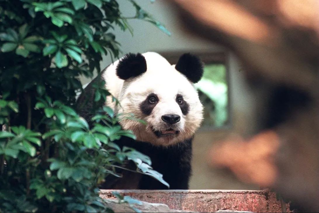 Hong Kong's beloved giant panda An An 