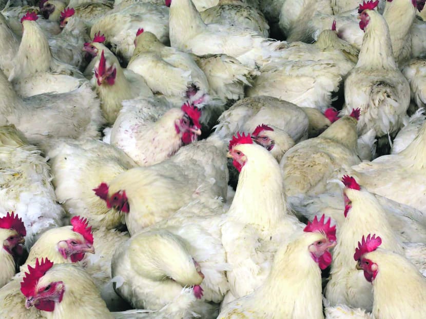 Singapore does not import live poultry, birds or frozen poultry from China. Photo: AP