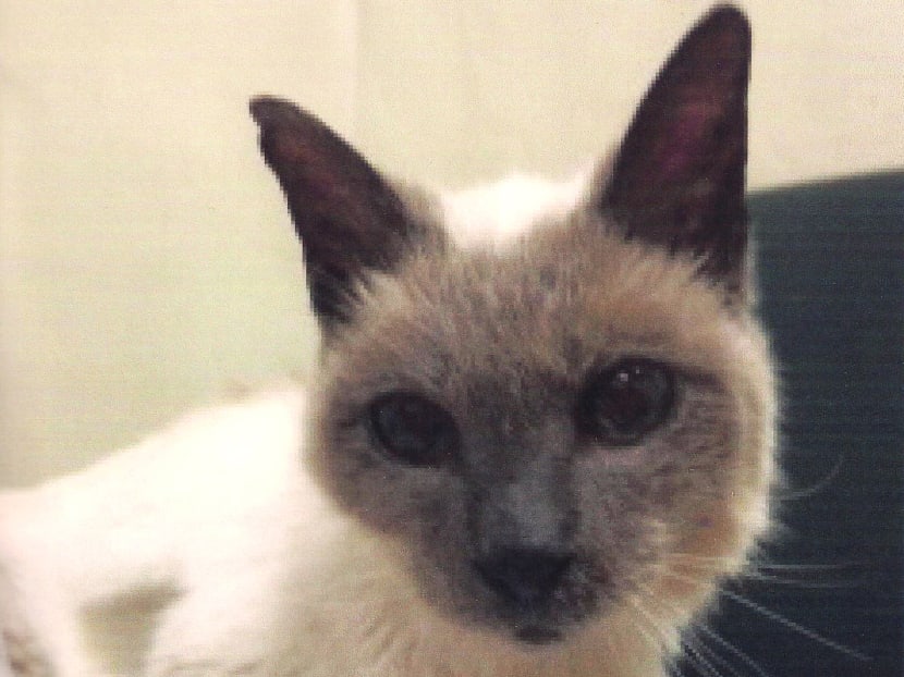 30-Year-Old Siamese Cat Is Named World'S Oldest Living Cat - Today