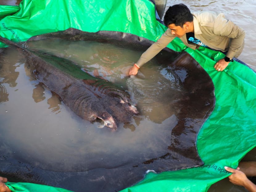 The world's biggest freshwater fish, a giant stingray, that weighs 661 pounds is pictured with International scientists, Cambodian fisheries officials and villagers at Koh Preah island in the&nbsp;Mekong&nbsp;River south of Stung Treng province in Cambodia on June 14, 2022.