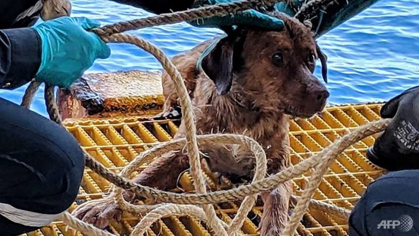 Dog pulled from ruff seas 220km off Thai coast to be adopted by rescuer