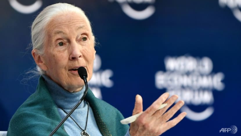 Climate change at 'point of no return': primatologist Jane Goodall Climate change at 'point of no return': primatologist Jane Goodall