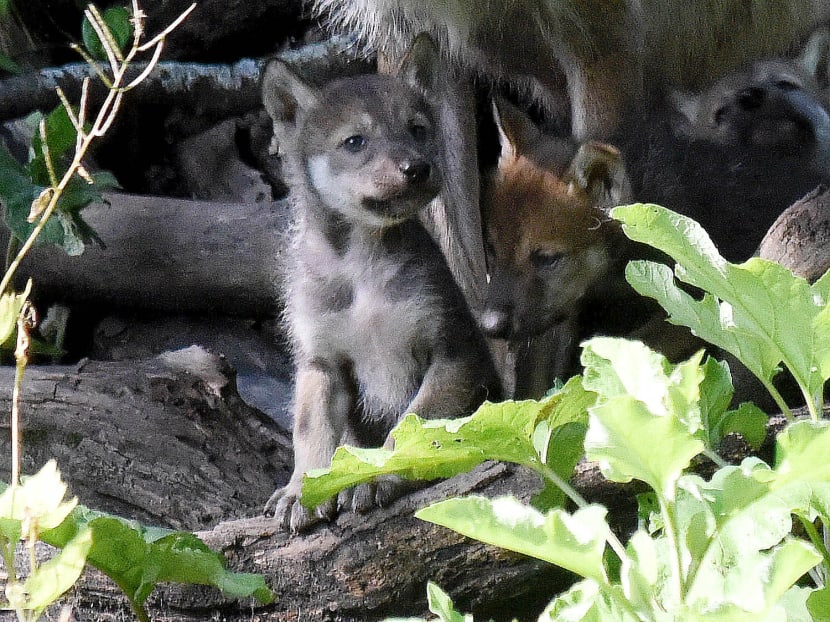 Endangered Mexican grey wolves born at suburban Chicago zoo