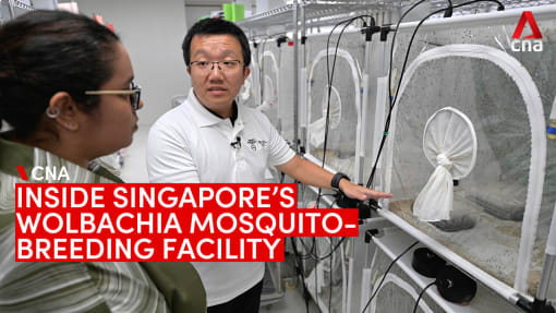 Inside Singapore's Wolbachia mosquito-breeding facility, set up to fight dengue | Video