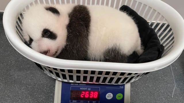 熊猫宝宝茁壮成长  一周增逾0.7公斤 目前为2.638公斤