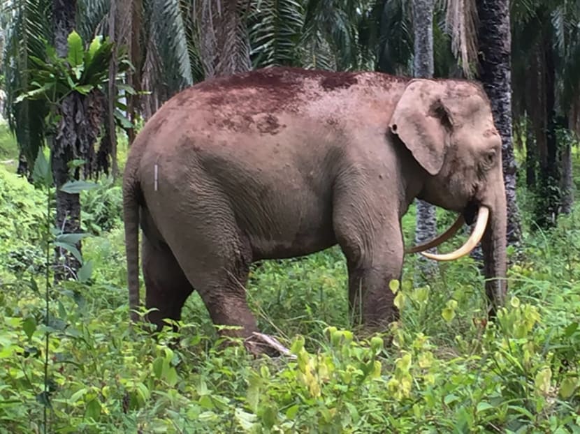 A photo from the Sabah Wildlife Department shows an elephant with reversed tusks at a palm oil planation in the Malaysian state of Sabah on Borneo island.  Photo: AFP
