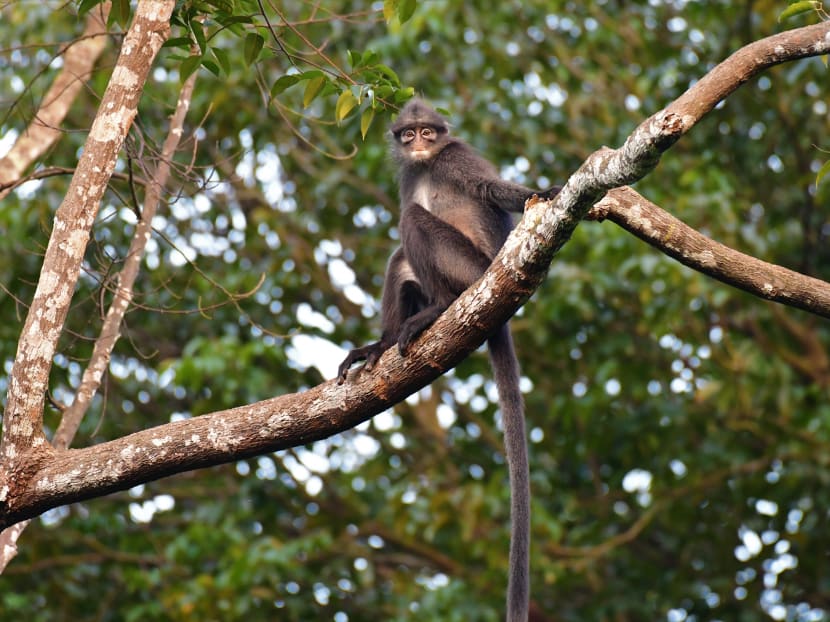 Why we should act now to save the Raffles’ banded langur Why we should act now to save the Raffles’ banded langur