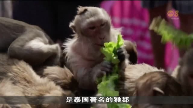 泰国中部居民每年会为猴子准备蔬果大餐