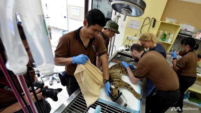 ‘Can't wait until it's too late': Wildlife Reserves Singapore ramps up breeding efforts for endangered species ‘Can't wait until it's too late': Wildlife Reserves Singapore ramps up breeding efforts for endangered species