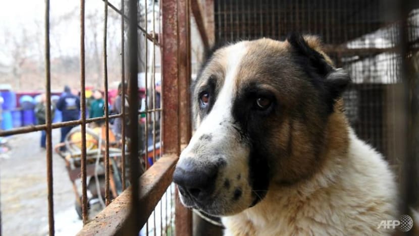Commentary: If everyone detests puppy mills, why do they still exist? Commentary: If everyone detests puppy mills, why do they still exist?