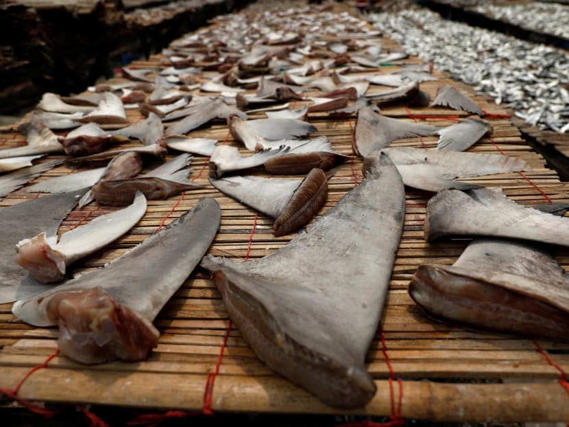 Shark fins being dried in Jakarta, Indonesia. An estimated 100 million sharks are caught each year.