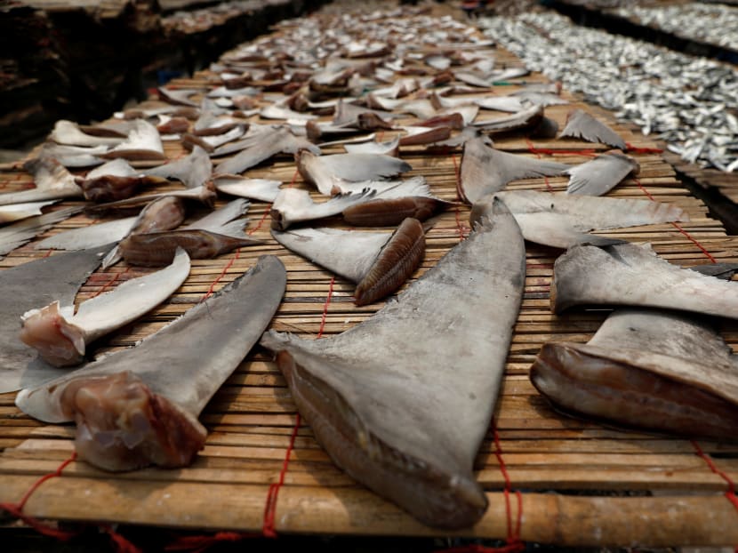 Shark fins being dried in Jakarta, Indonesia. An estimated 100 million sharks are caught each year. Shark fins being dried in Jakarta, Indonesia. An estimated 100 million sharks are caught each year.