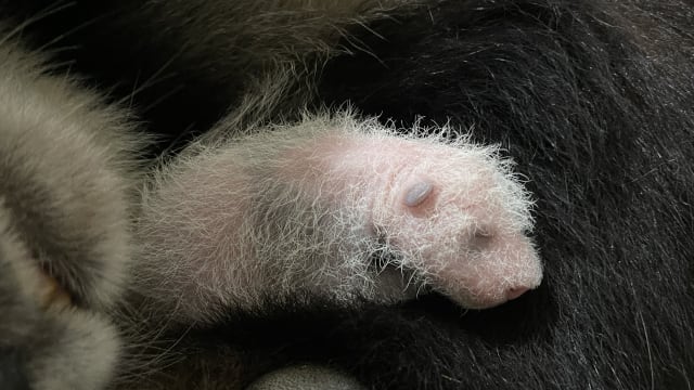 嘉嘉少眠不食精心照料 大熊猫幼崽长出黑白毛发