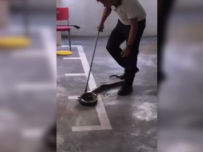Animal experts and activists have expressed horror and disgust at a viral online video showing a man handling a live python roughly by stepping on and throwing it onto the floor.