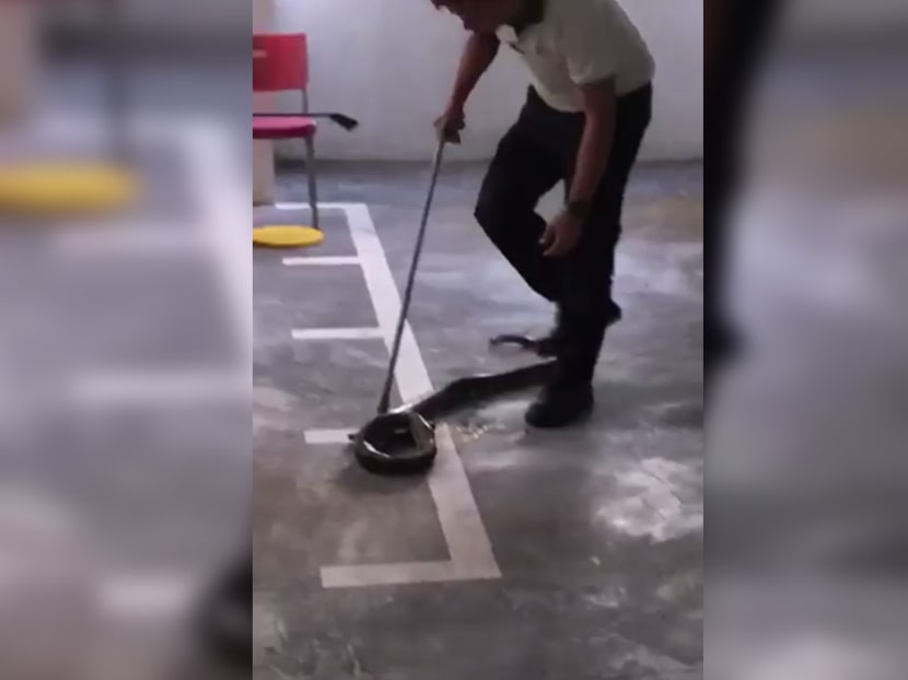 Animal experts and activists have expressed horror and disgust at a viral online video showing a man handling a live python roughly by stepping on and throwing it onto the floor. Animal experts and activists have expressed horror and disgust at a viral online video showing a man handling a live python roughly by stepping on and throwing it onto the floor.
