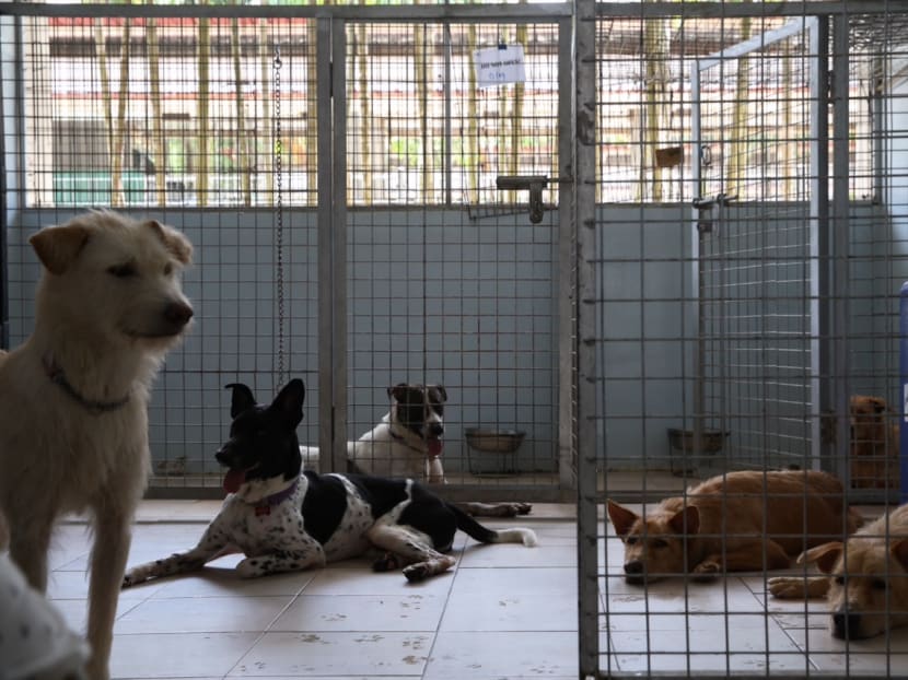 Dogs up for adoption are seen in a holding pen at a re-homing shelter. TODAY file photo