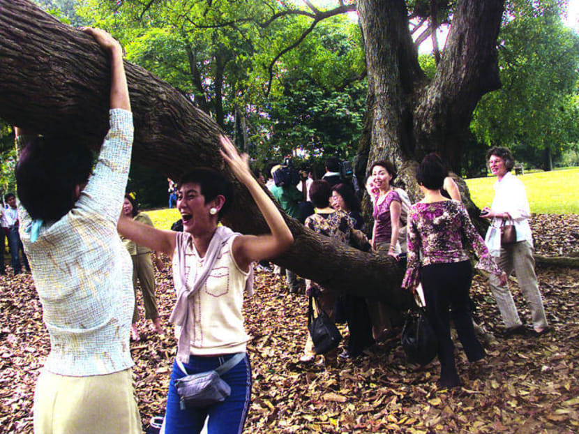 People posing with the iconic Tembusu tree at the Singapore Botanic Gardens. TODAY file photo
