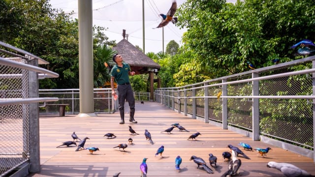 带你“视”玩全新的新加坡飞禽公园　最值回票价的玩法在这里！