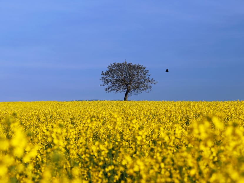 A crow flies towards a tree in a blooming rapeseed field on a spring morning in Vufflens-la-Ville near Lausanne. Photo: Reuters