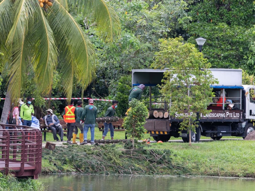 Last month, a woman was killed after she was trapped under a fallen tree at Marsiling Park on Feb 18. NParks later said that it had last inspected that particular tree in April last year. Last month, a woman was killed after she was trapped under a fallen tree at Marsiling Park on Feb 18. NParks later said that it had last inspected that particular tree in April last year.