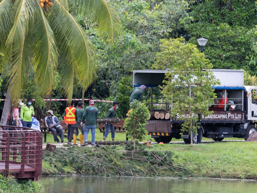 Last month, a woman was killed after she was trapped under a fallen tree at Marsiling Park on Feb 18. NParks later said that it had last inspected that particular tree in April last year.