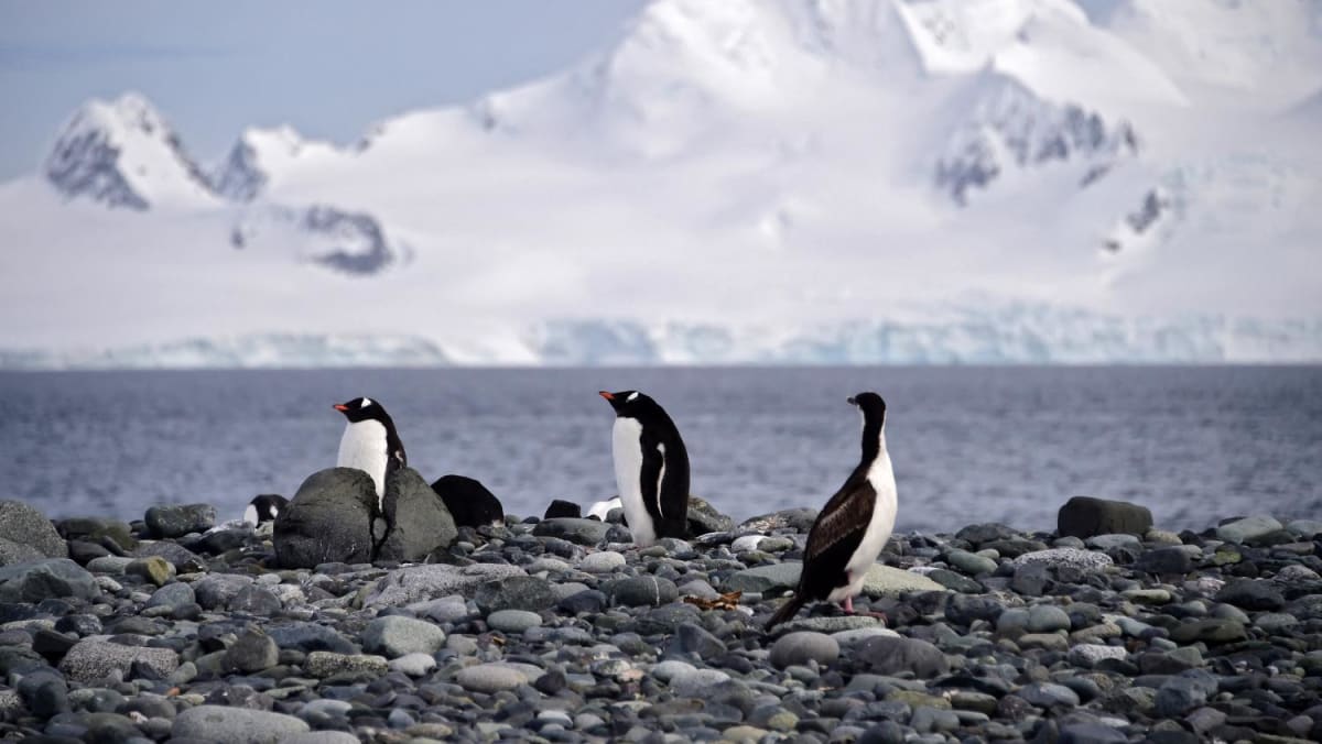 Bird flu detected in Antarctica region for first time